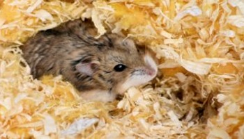 Hamster store nesting material